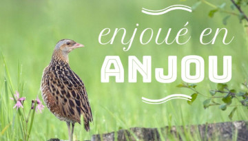 Séjours nature LPO : Soyez enjoué(e) en Anjou, et ailleurs !